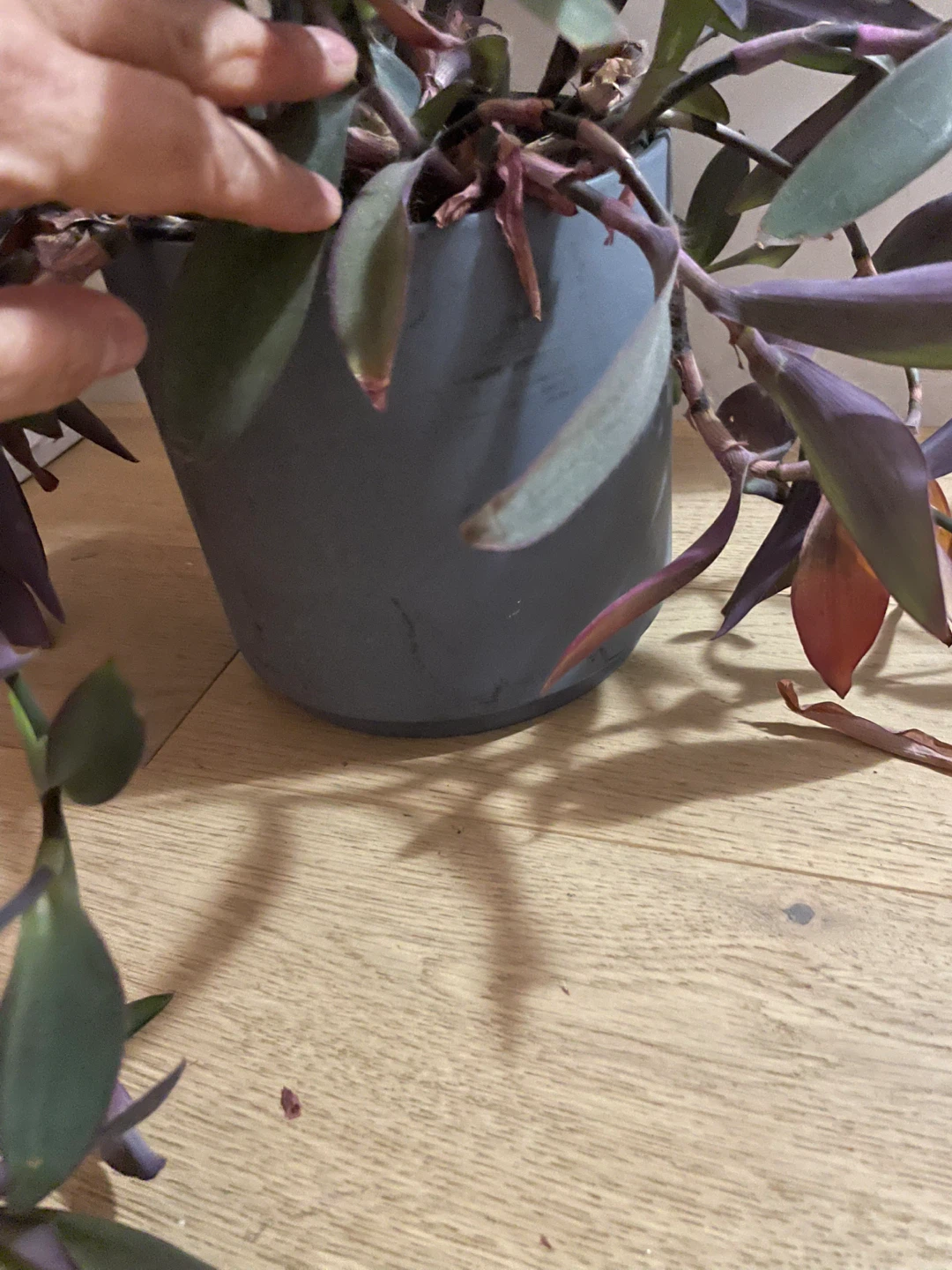 Purple Heart Plant - photo 3