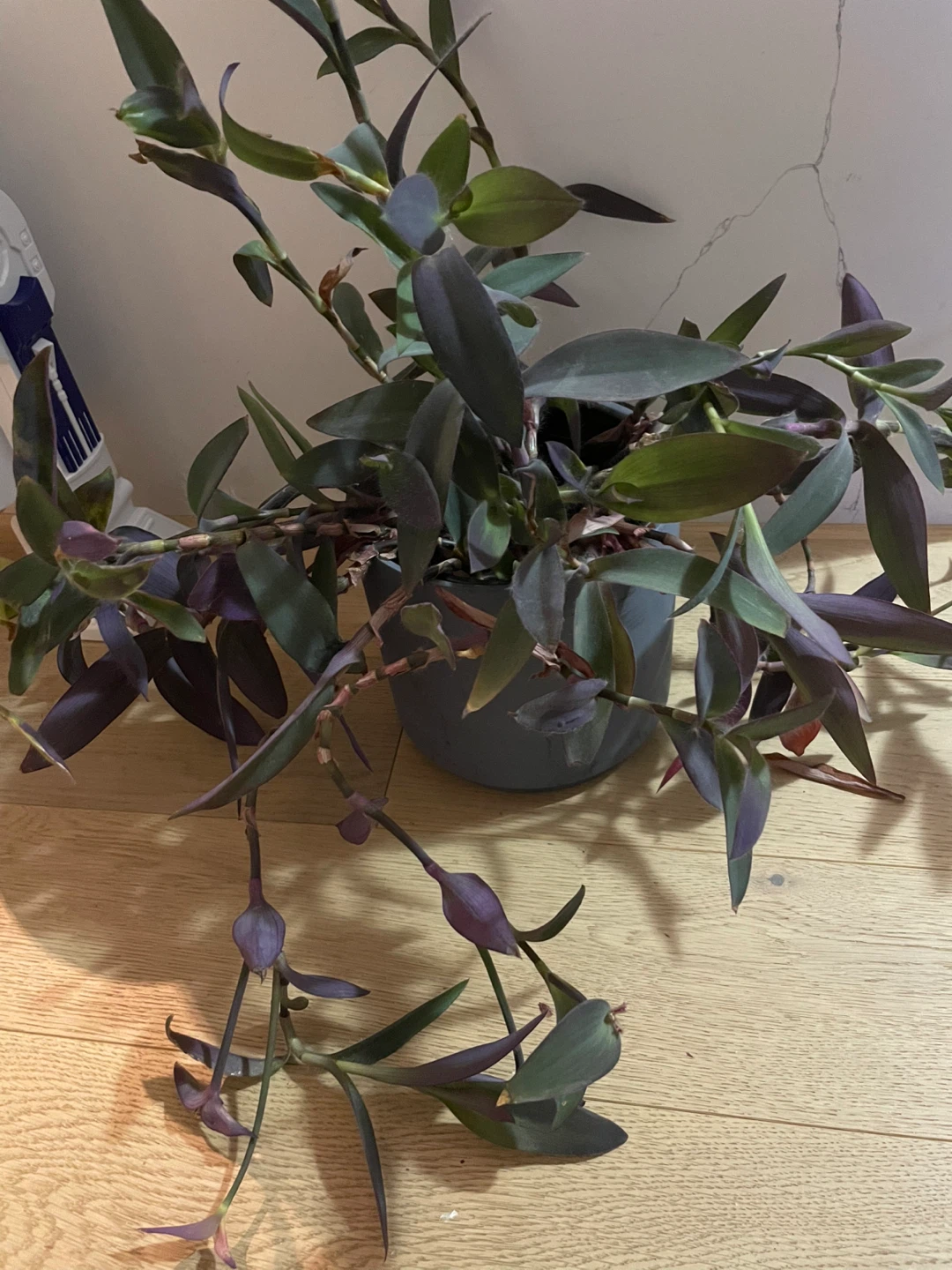 Purple Heart Plant