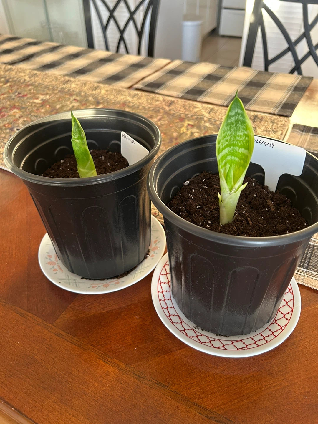 Snake Plant Pups in Pots (Set of 5)