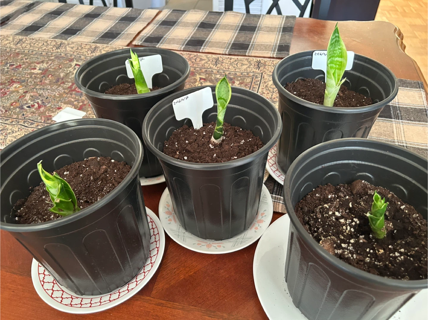 Snake Plant Pups in Pots (Set of 5) - photo 2