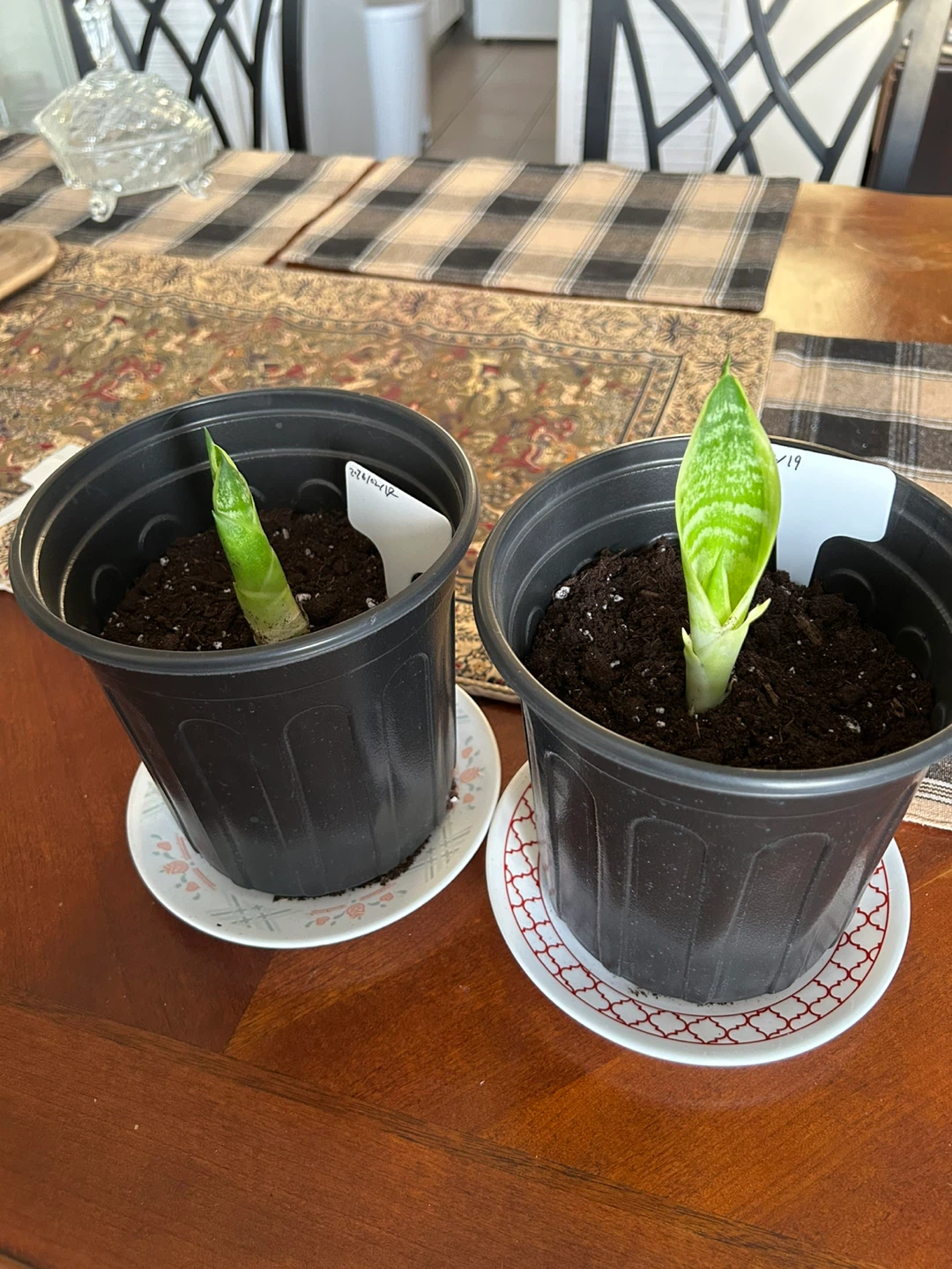 Snake Plant Pups in Pots (Set of 5) - photo 3