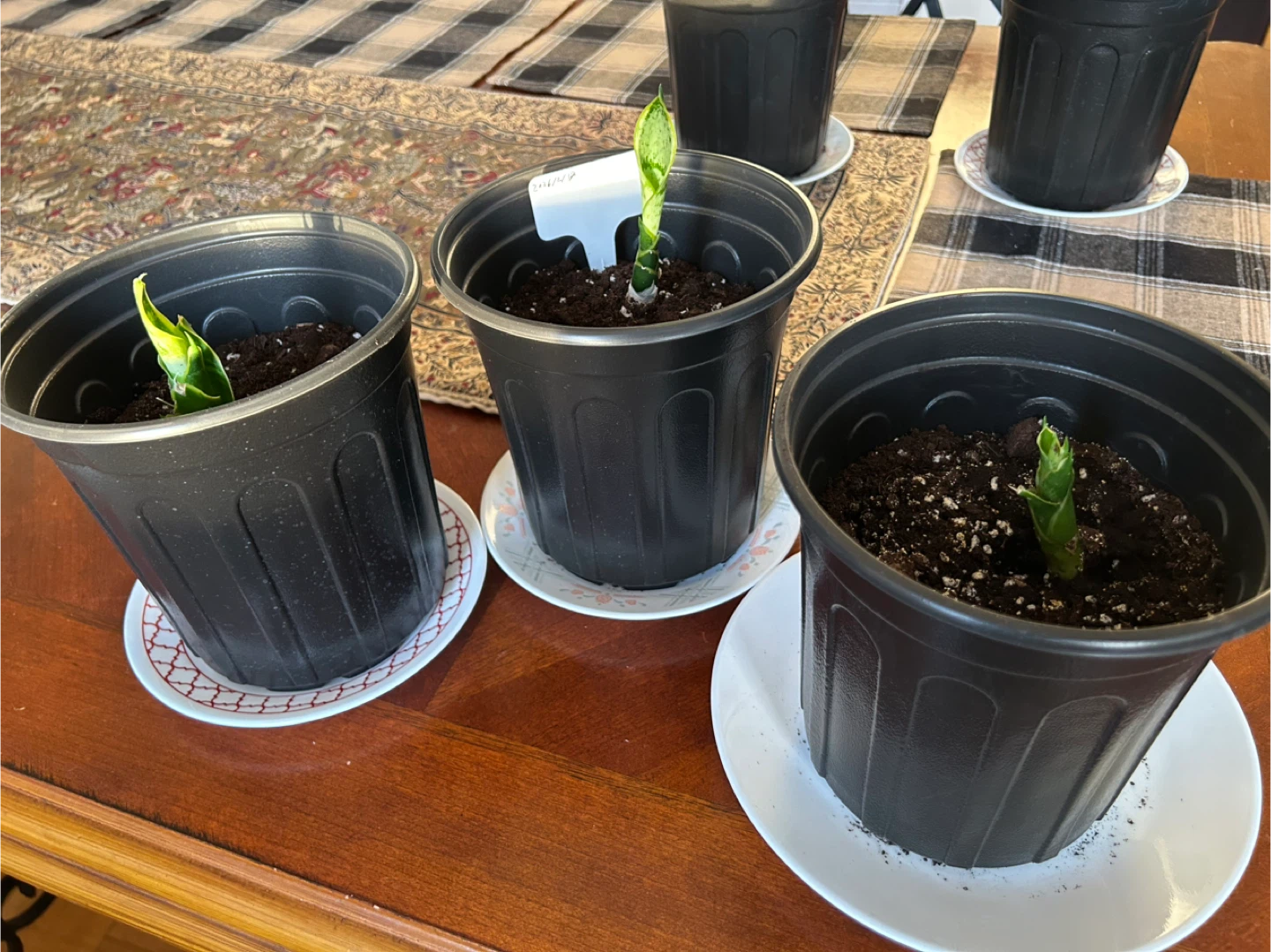Snake Plant Pups in Pots (Set of 5) - photo 4