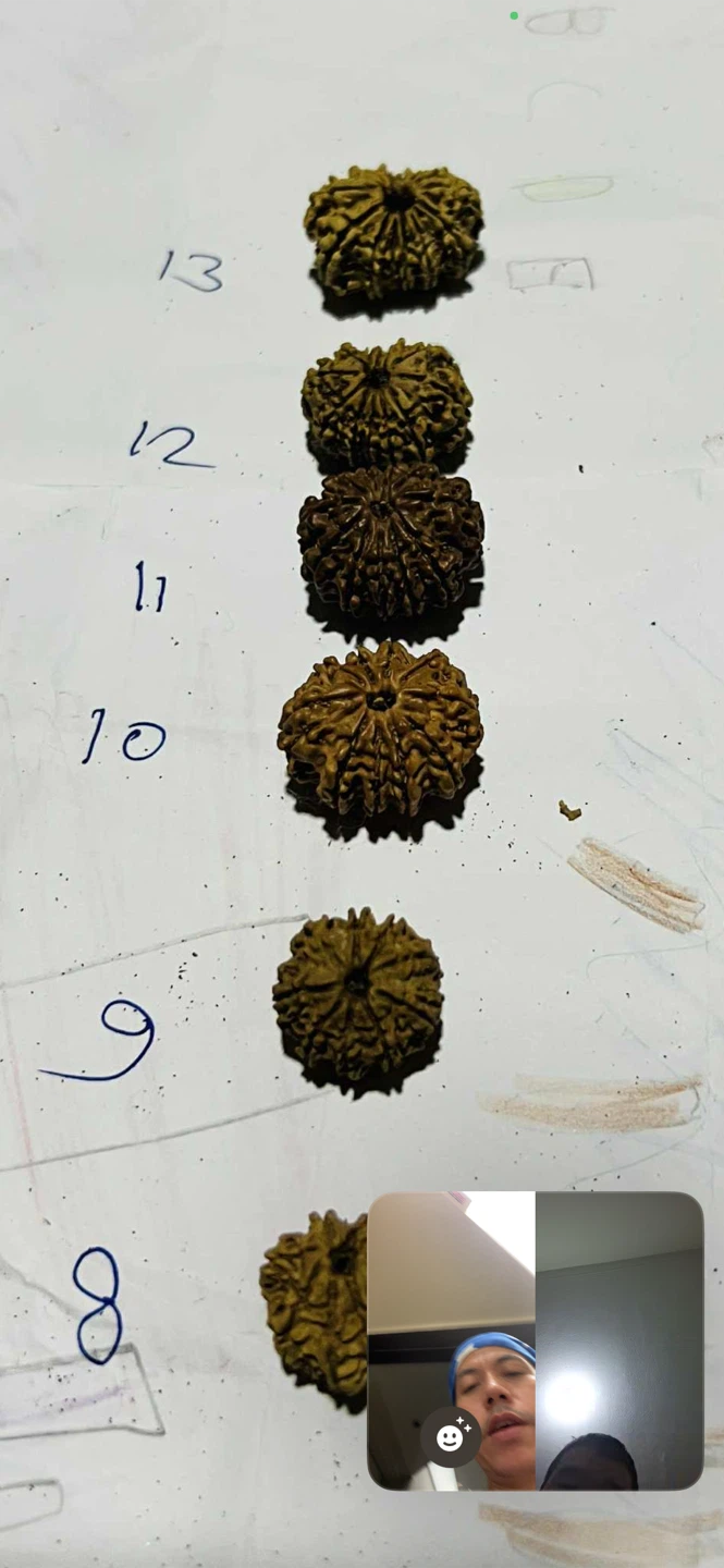 Rudraksha Beads (5 Mukhi and 14 Mukhi)