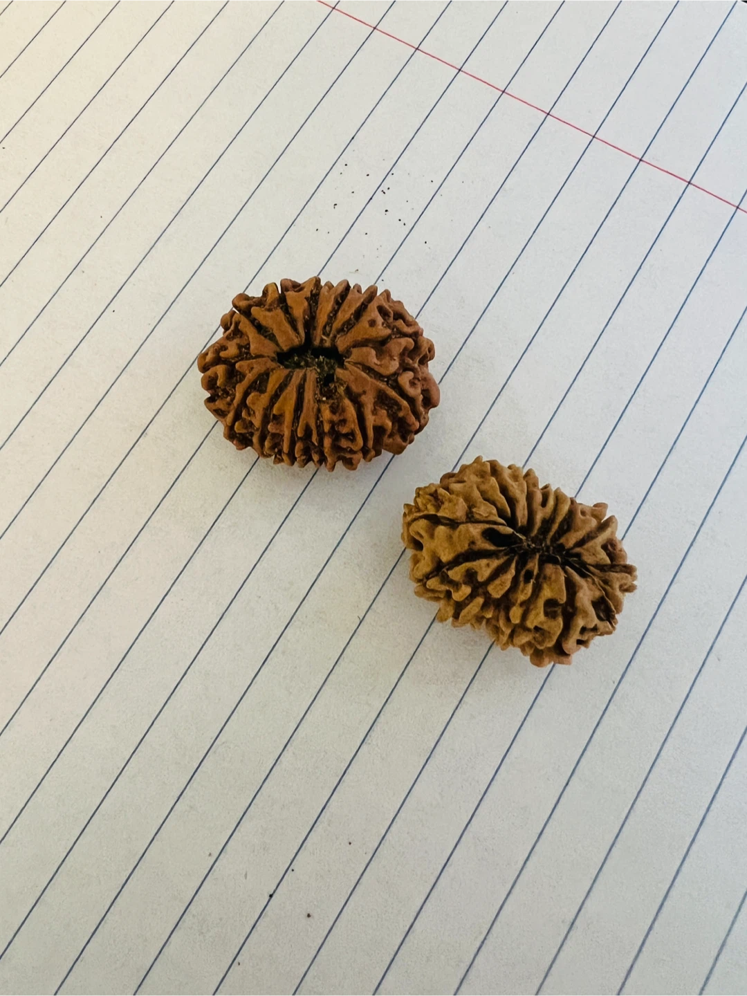 Rudraksha Beads (5 Mukhi and 14 Mukhi) - photo 5