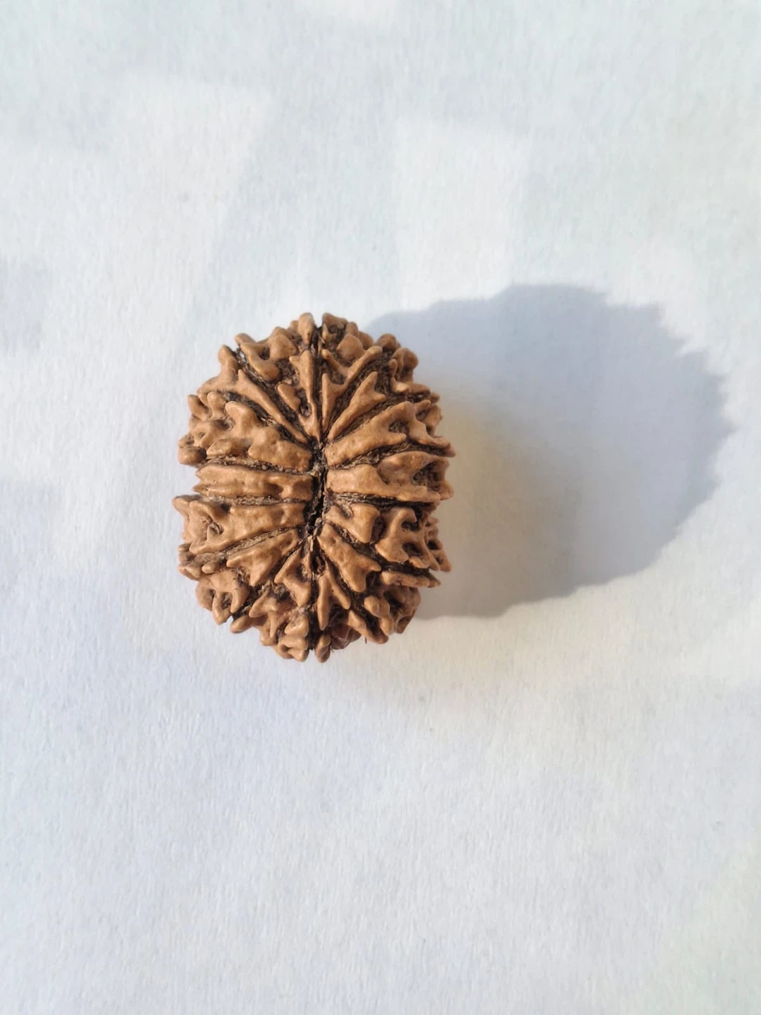 Rudraksha Beads (5 Mukhi and 14 Mukhi) - photo 2
