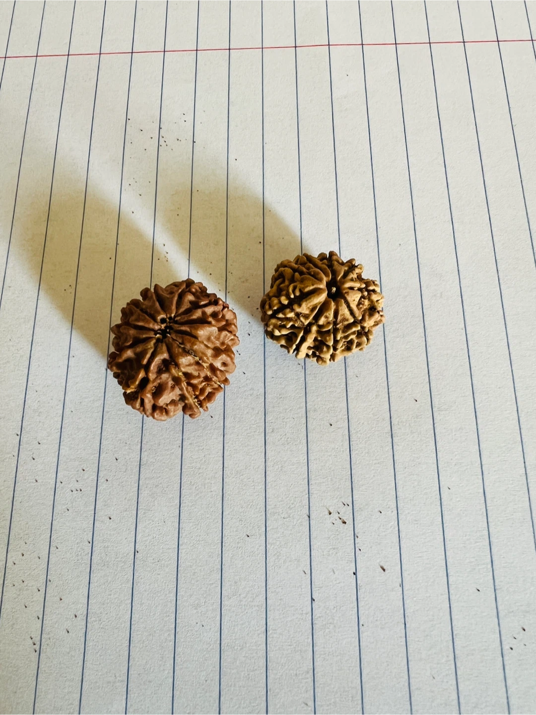 Rudraksha Beads (5 Mukhi and 14 Mukhi) - photo 3