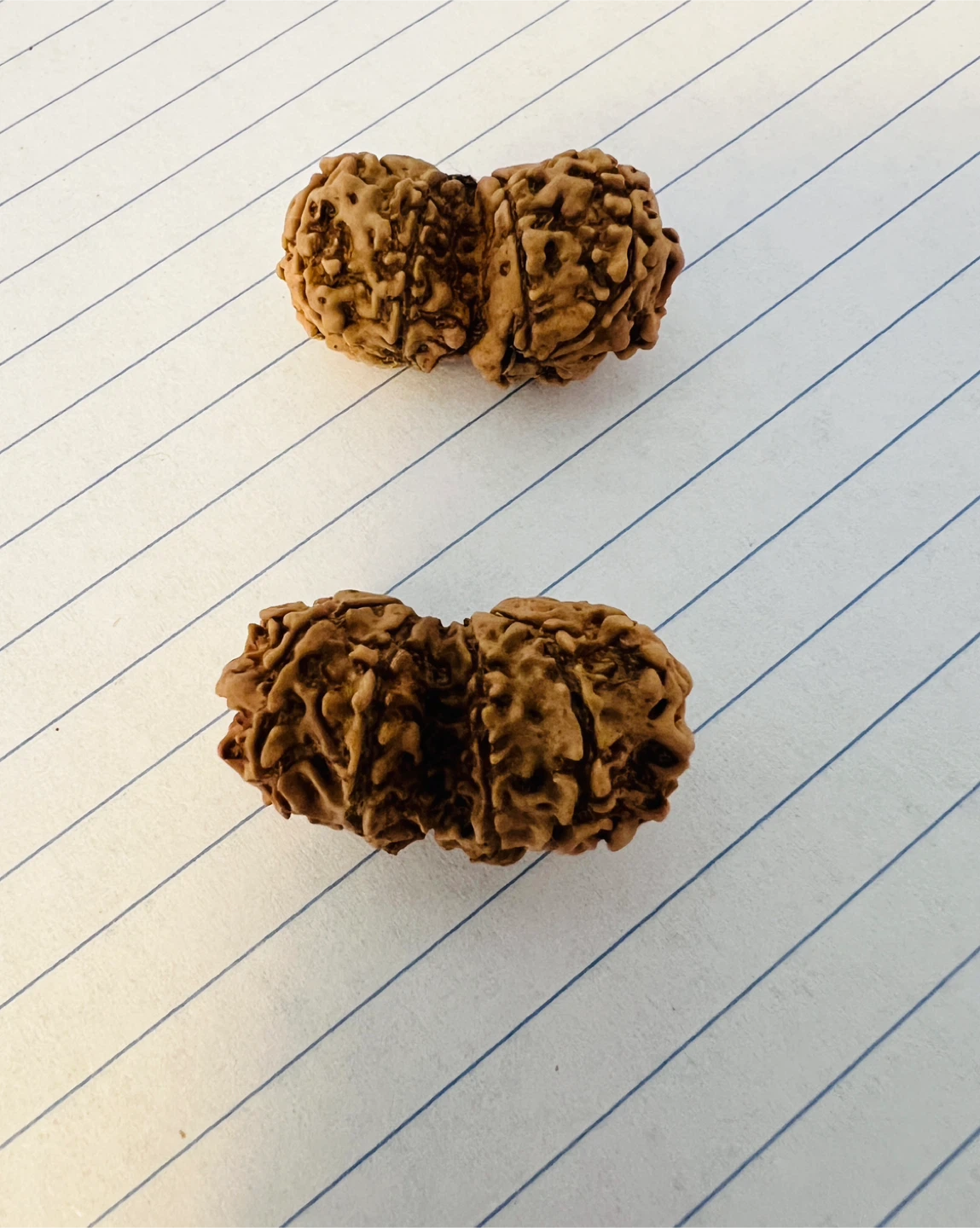 Rudraksha Beads (5 Mukhi and 14 Mukhi) - photo 4