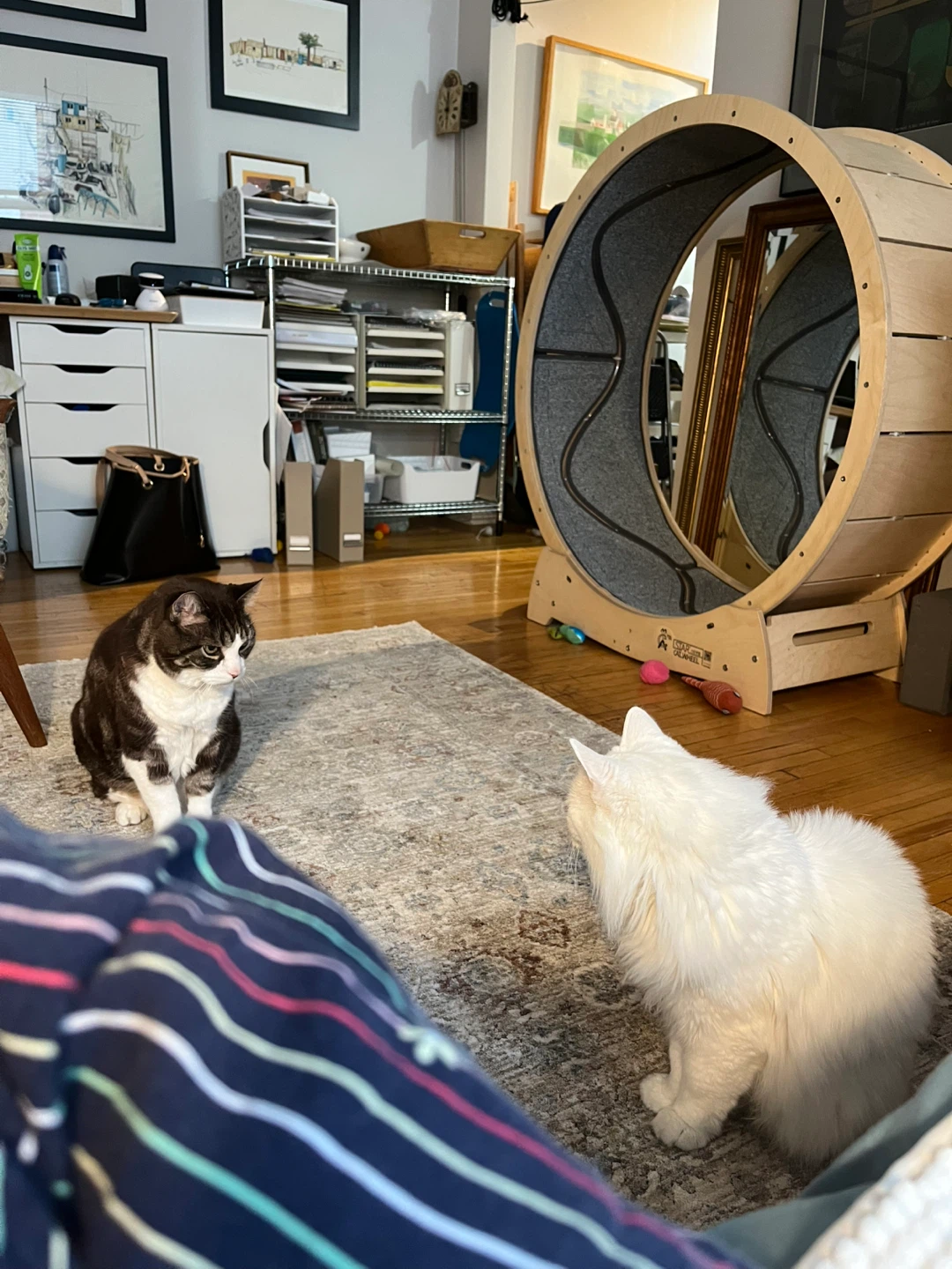 Large Cat Exercise Wheel - Wood and Grey Fabric