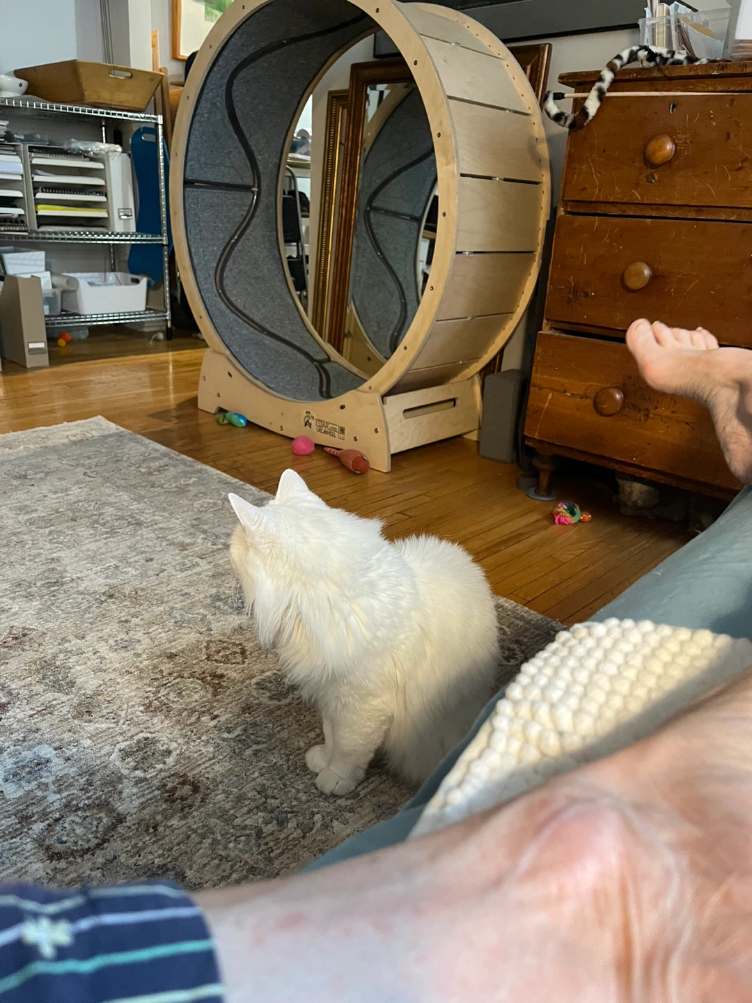 Large Cat Exercise Wheel - Wood and Grey Fabric - photo 2