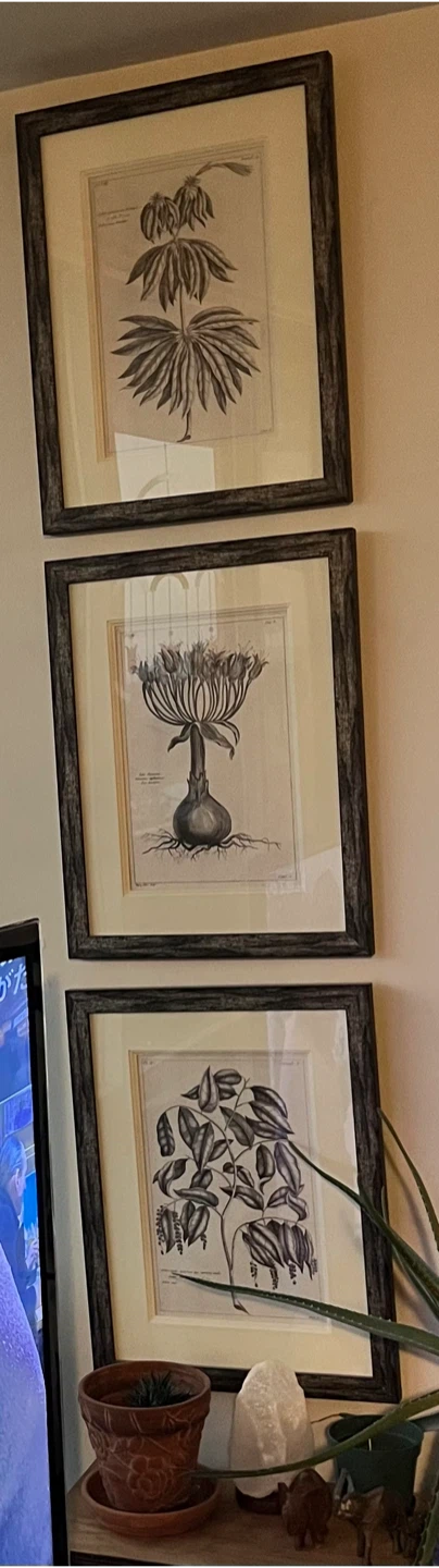 Set of 3 Framed Botanical Prints