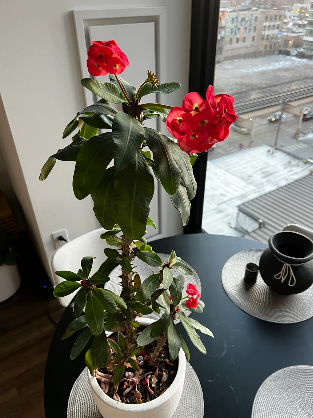 Flowering Euphorbia Milii Plant in White Pot - photo 3