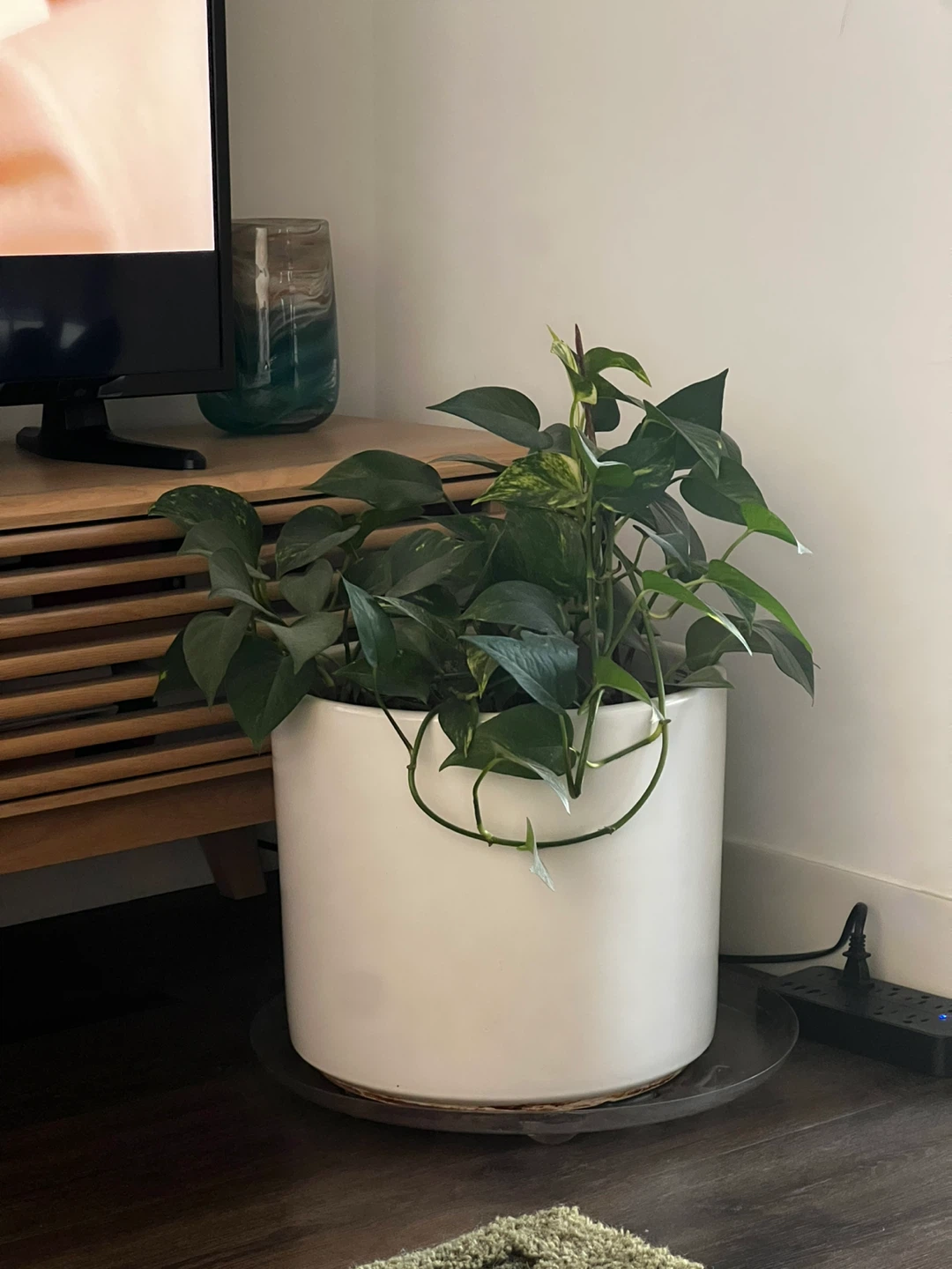 Pothos Plant in White Ceramic Pot - photo 2