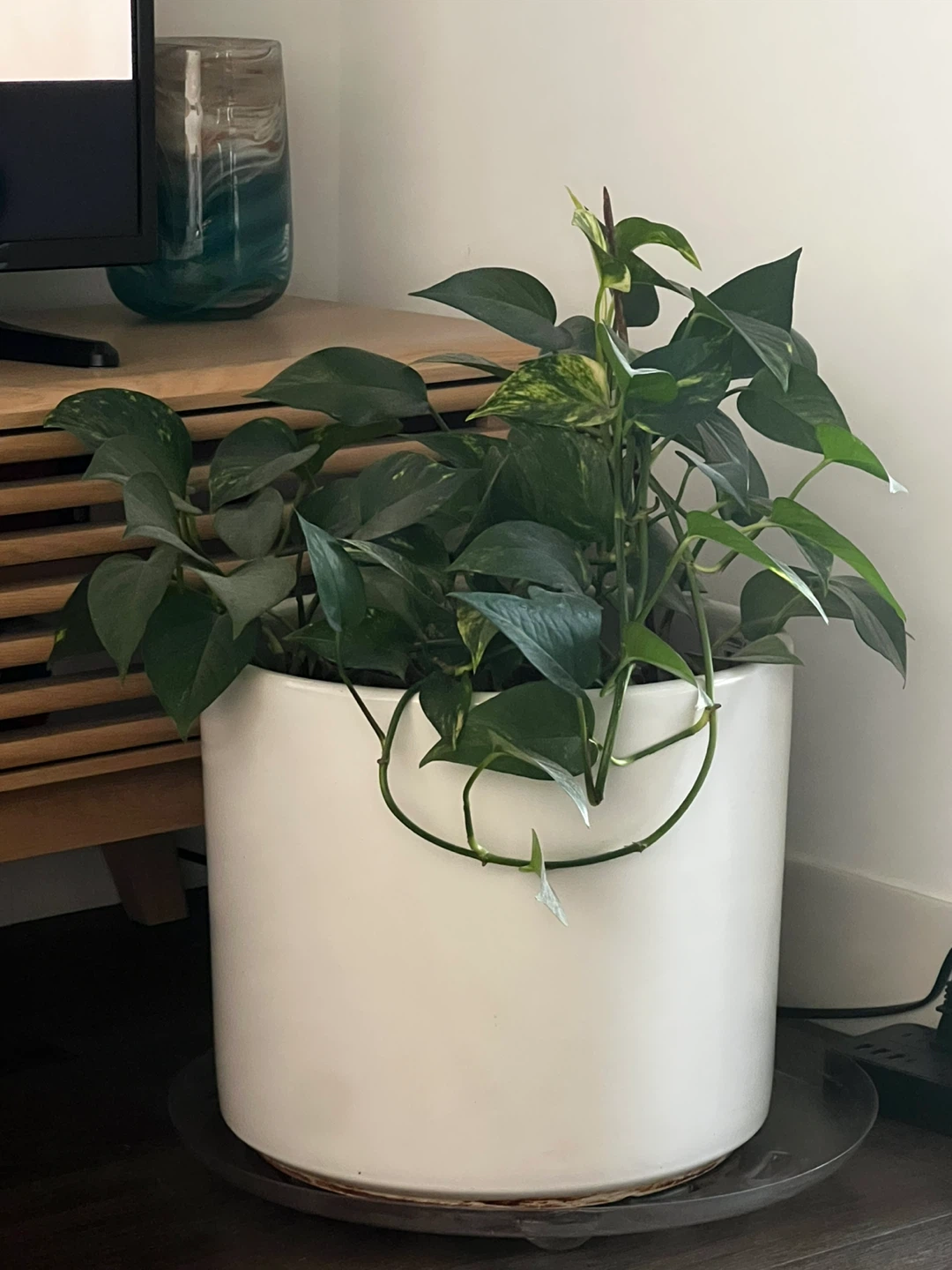 Pothos Plant in White Ceramic Pot - photo 3
