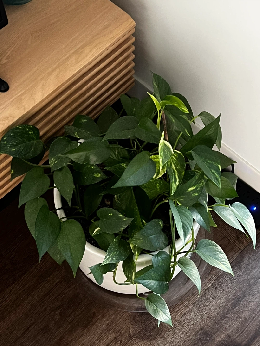 Pothos Plant in White Ceramic Pot
