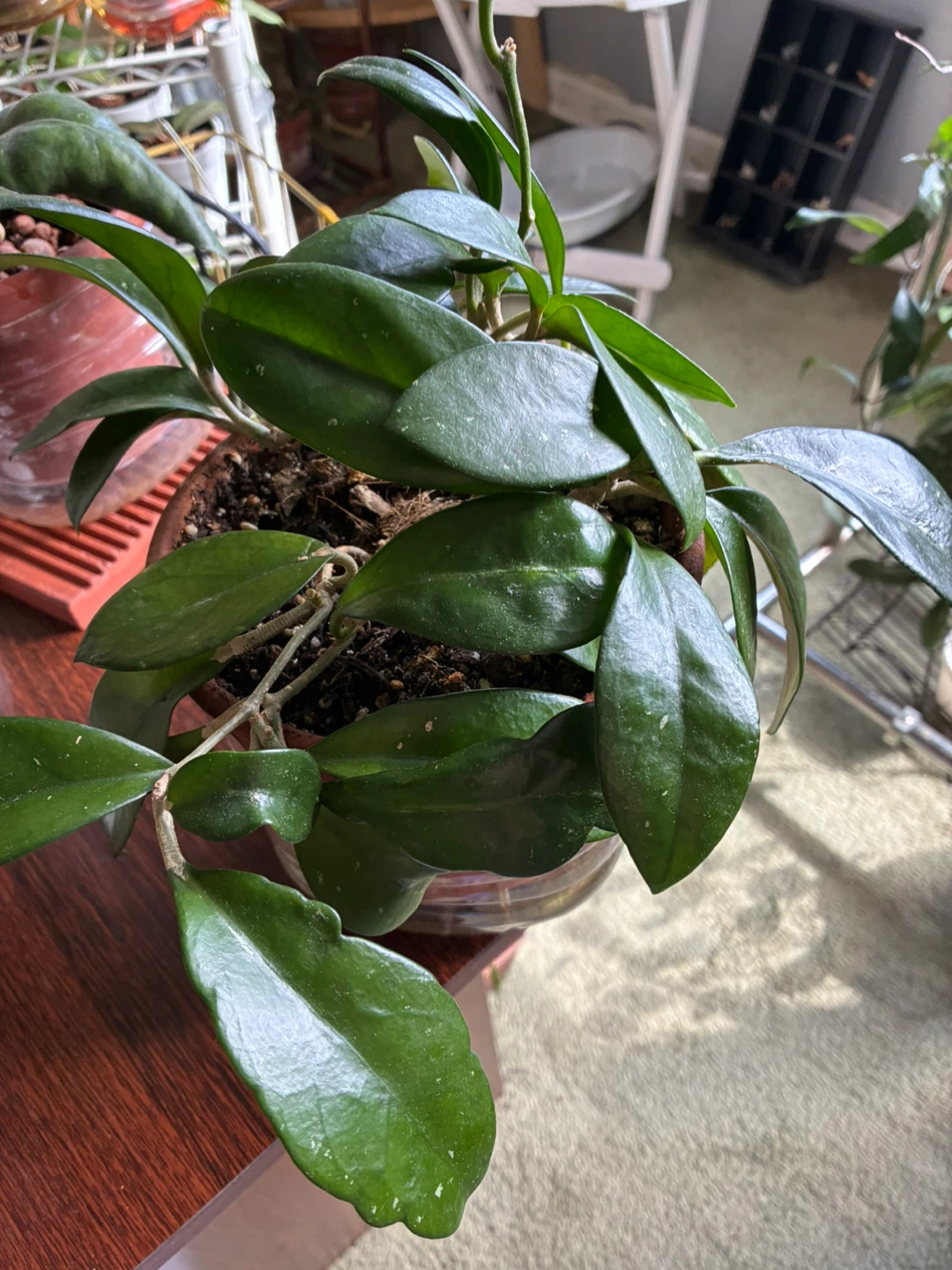 Hoya Jennifer Plant in Pot