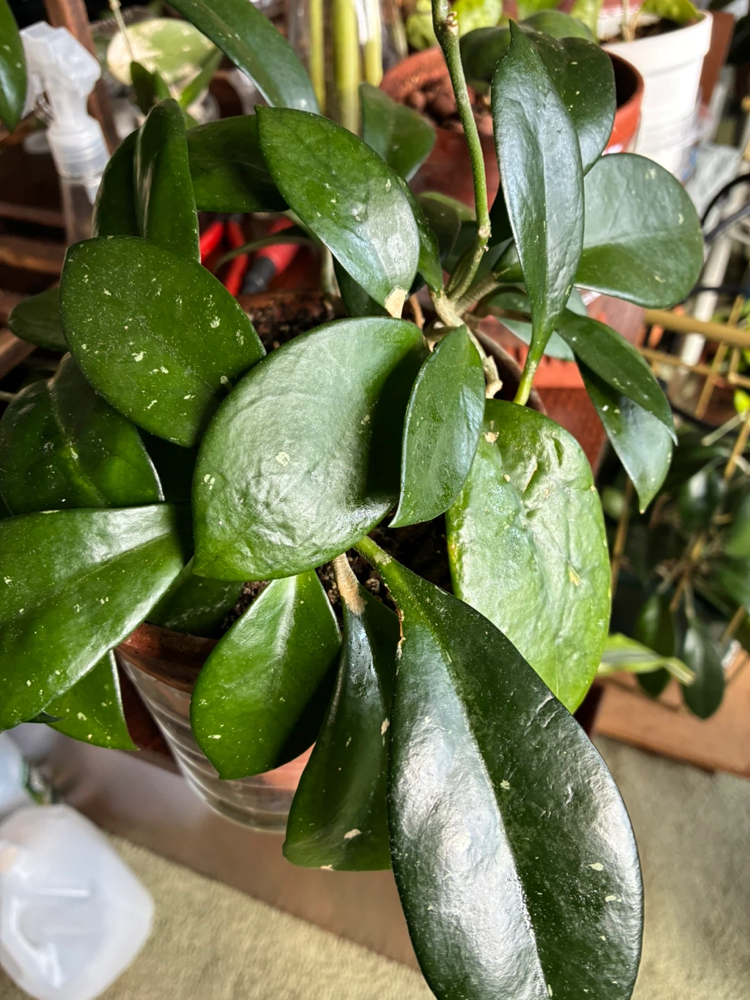 Hoya Jennifer Plant in Pot - photo 2