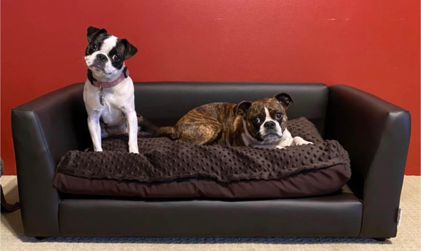 Luxury Chocolate Brown Cat / Dog Sofa Couch - no cushion - photo 3