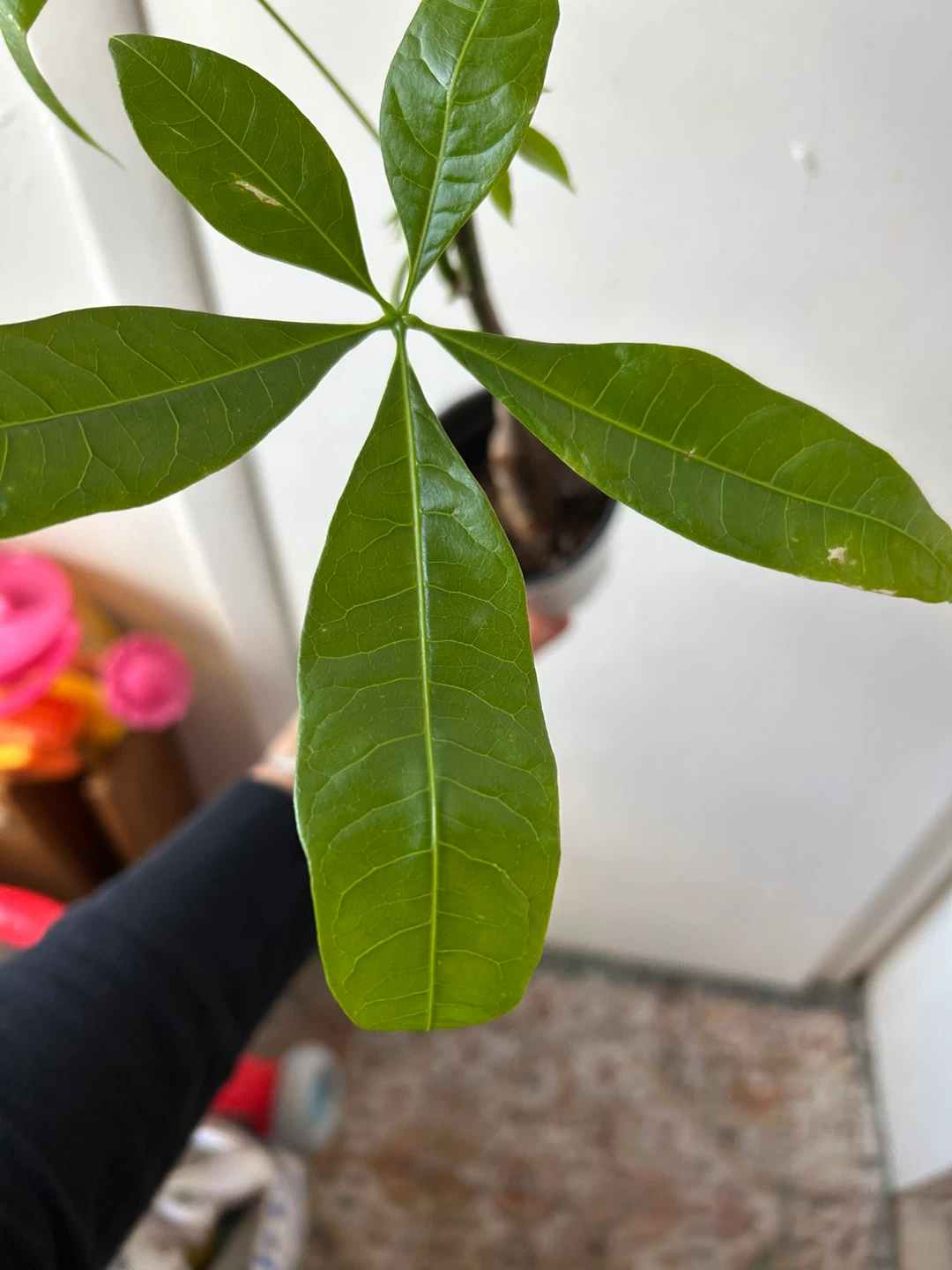 Money tree - photo 3