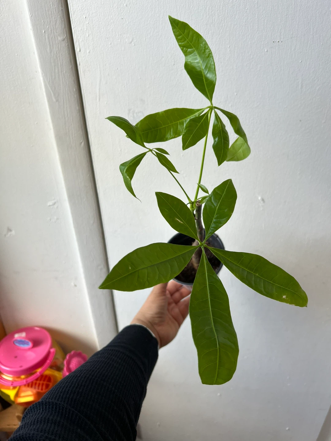 Money tree
