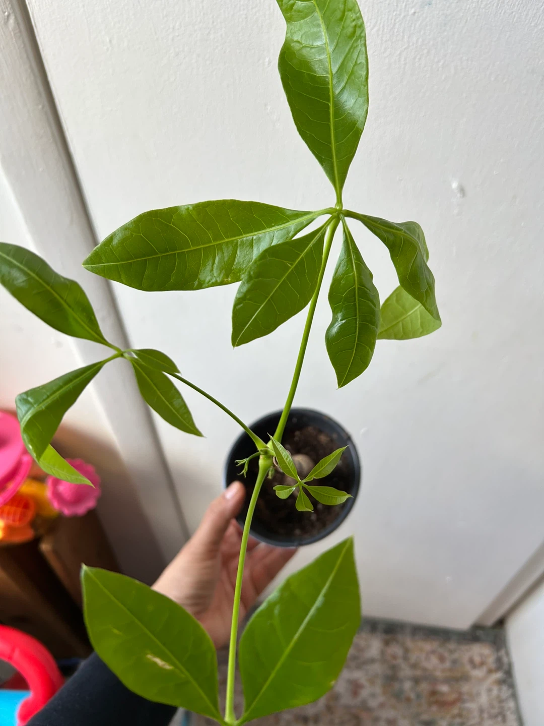 Money tree - photo 2
