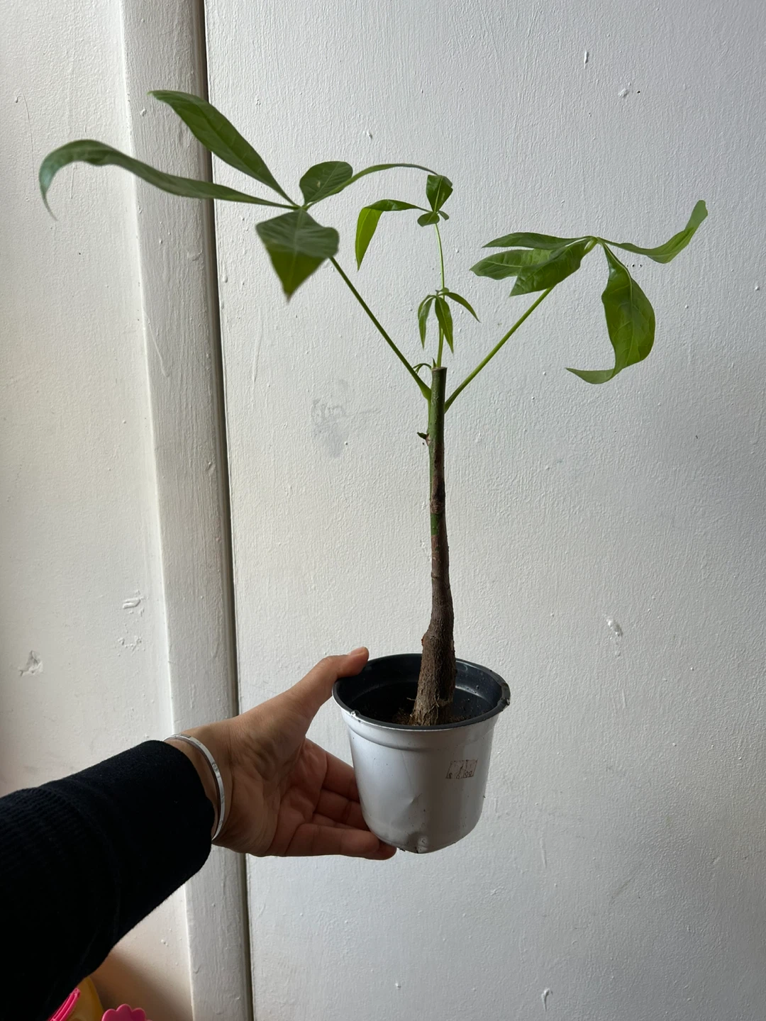Money tree - photo 4
