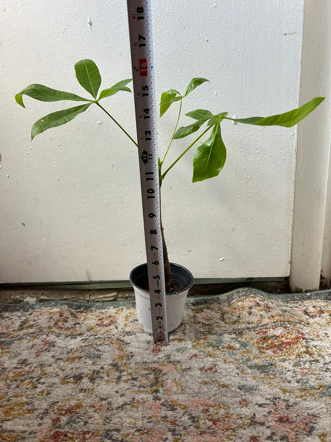 Money tree - photo 5