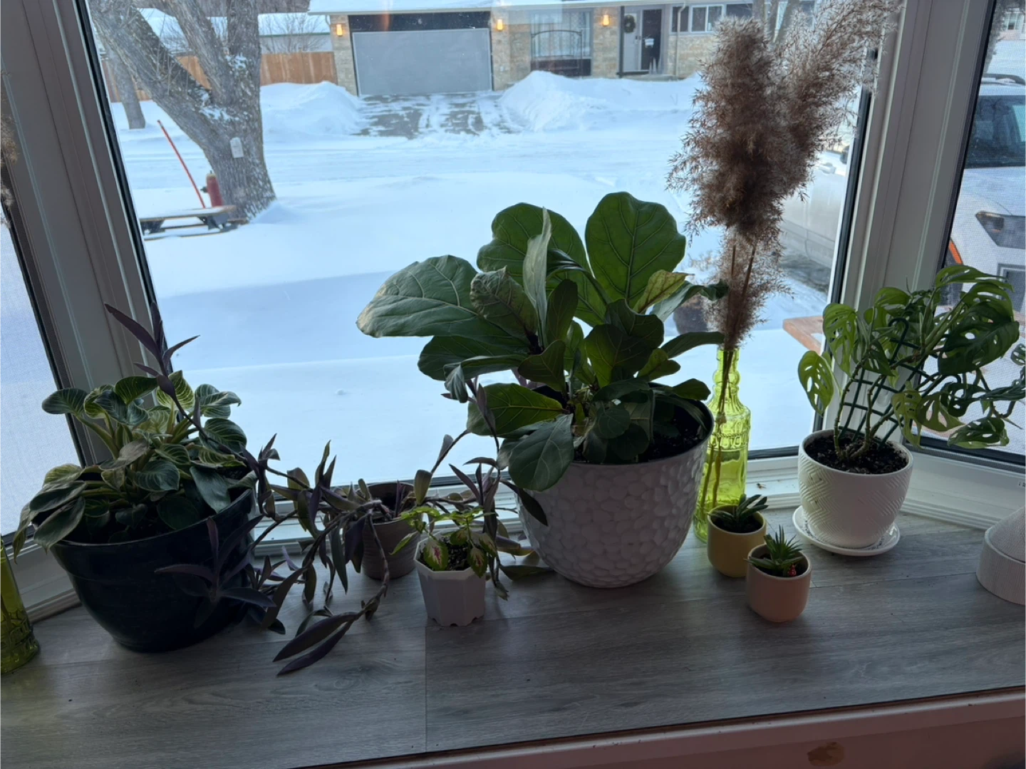 Assorted Potted Plants (Real)