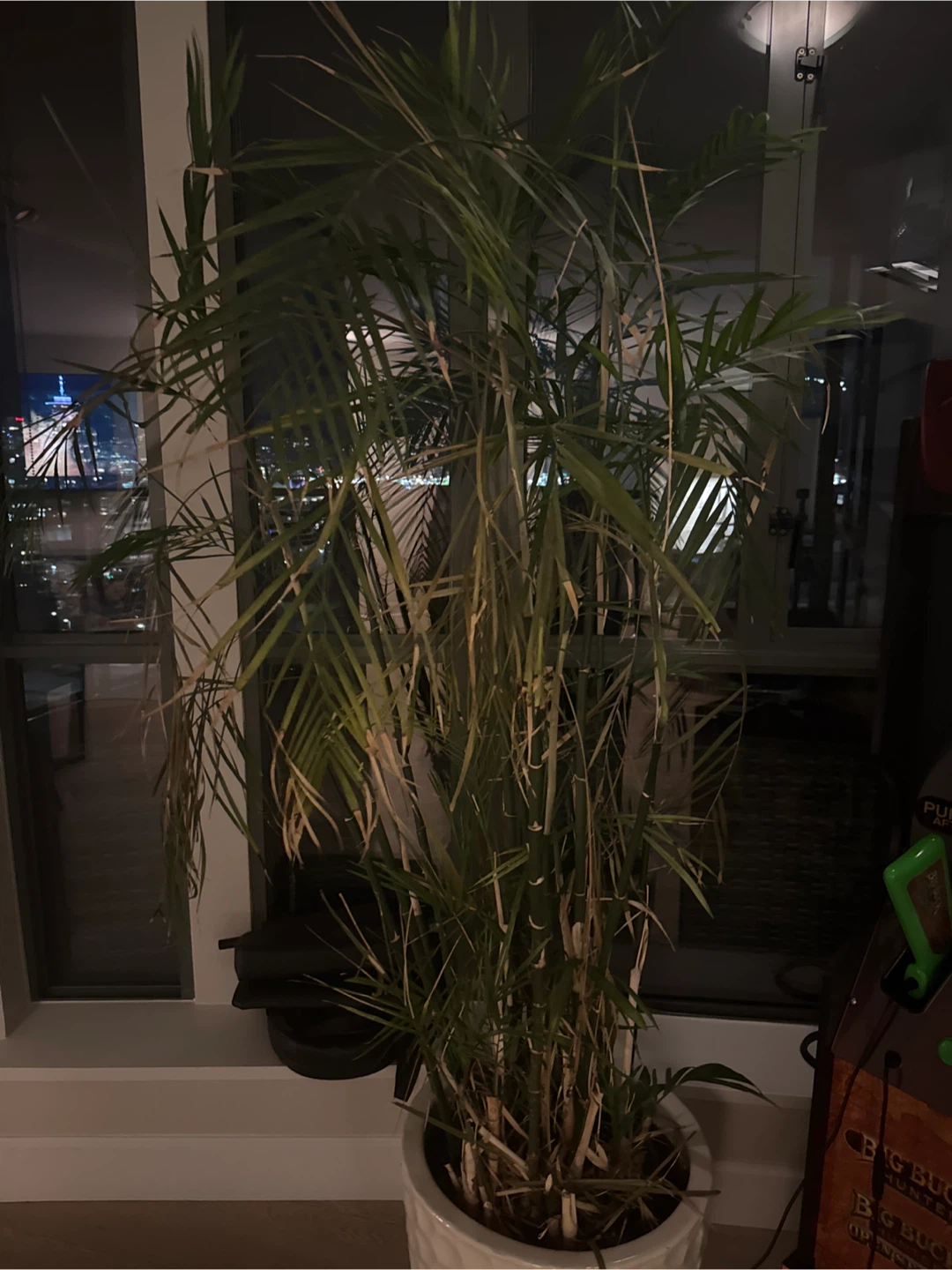 Large Indoor Palm Plant in White Pot