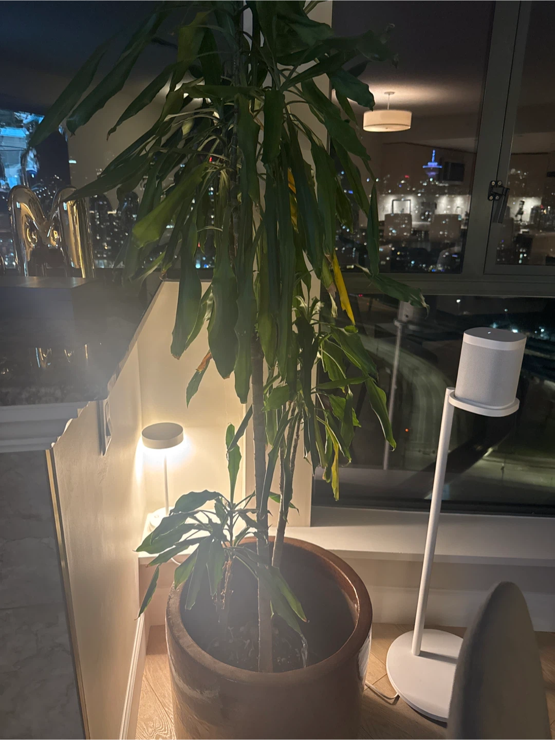 Large Indoor Plant in Terracotta Pot