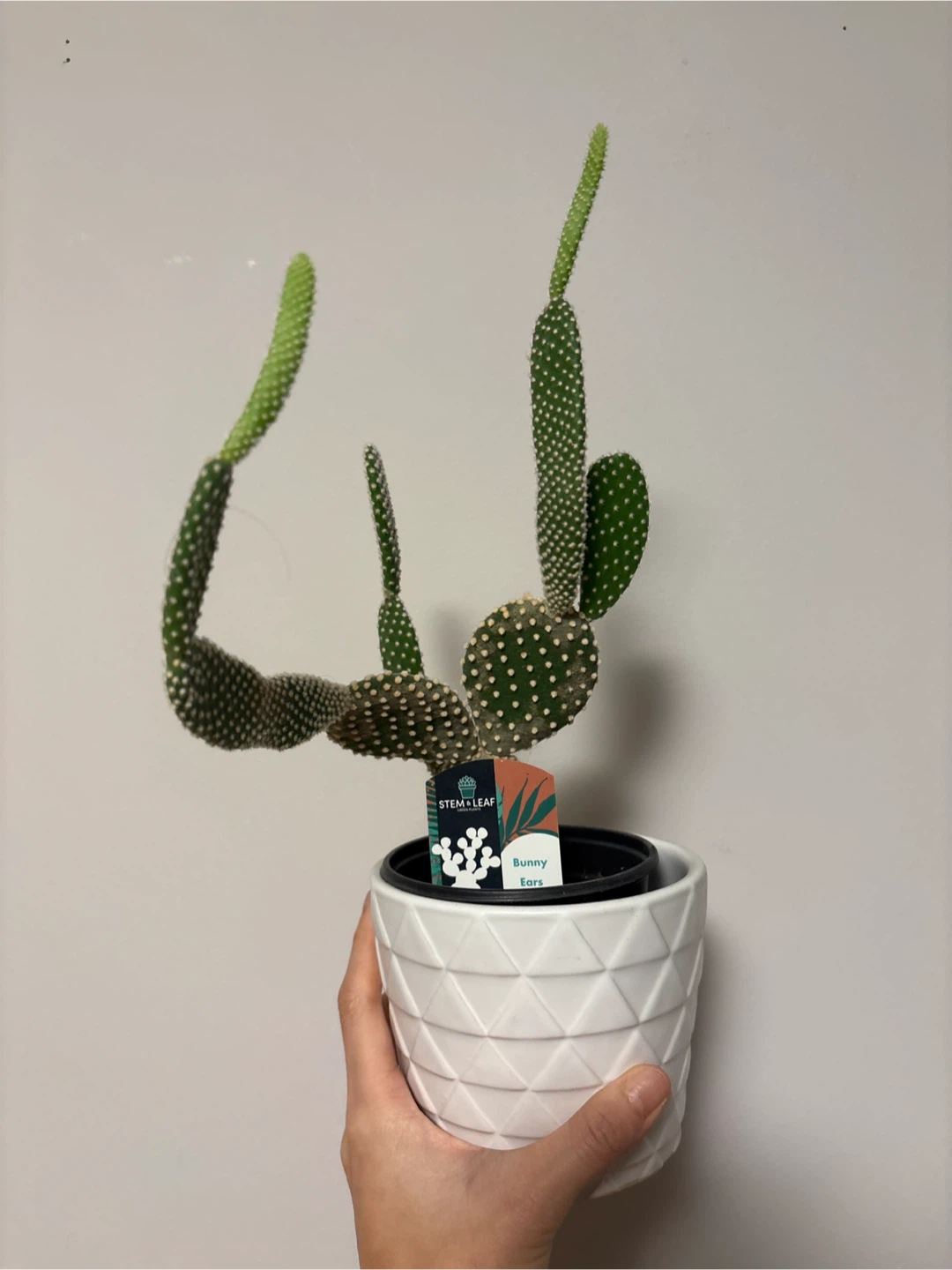 Bunny Ears Cactus