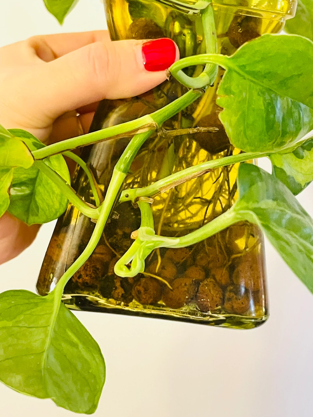 Global Pothos Plant in Glass Vase - photo 3