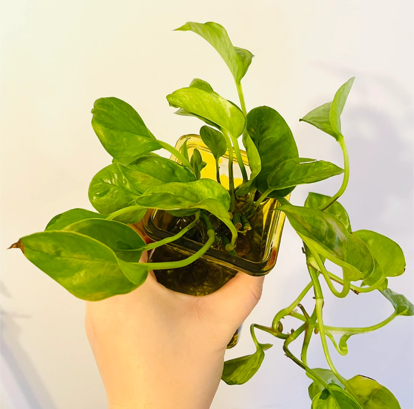 Global Pothos Plant in Glass Vase