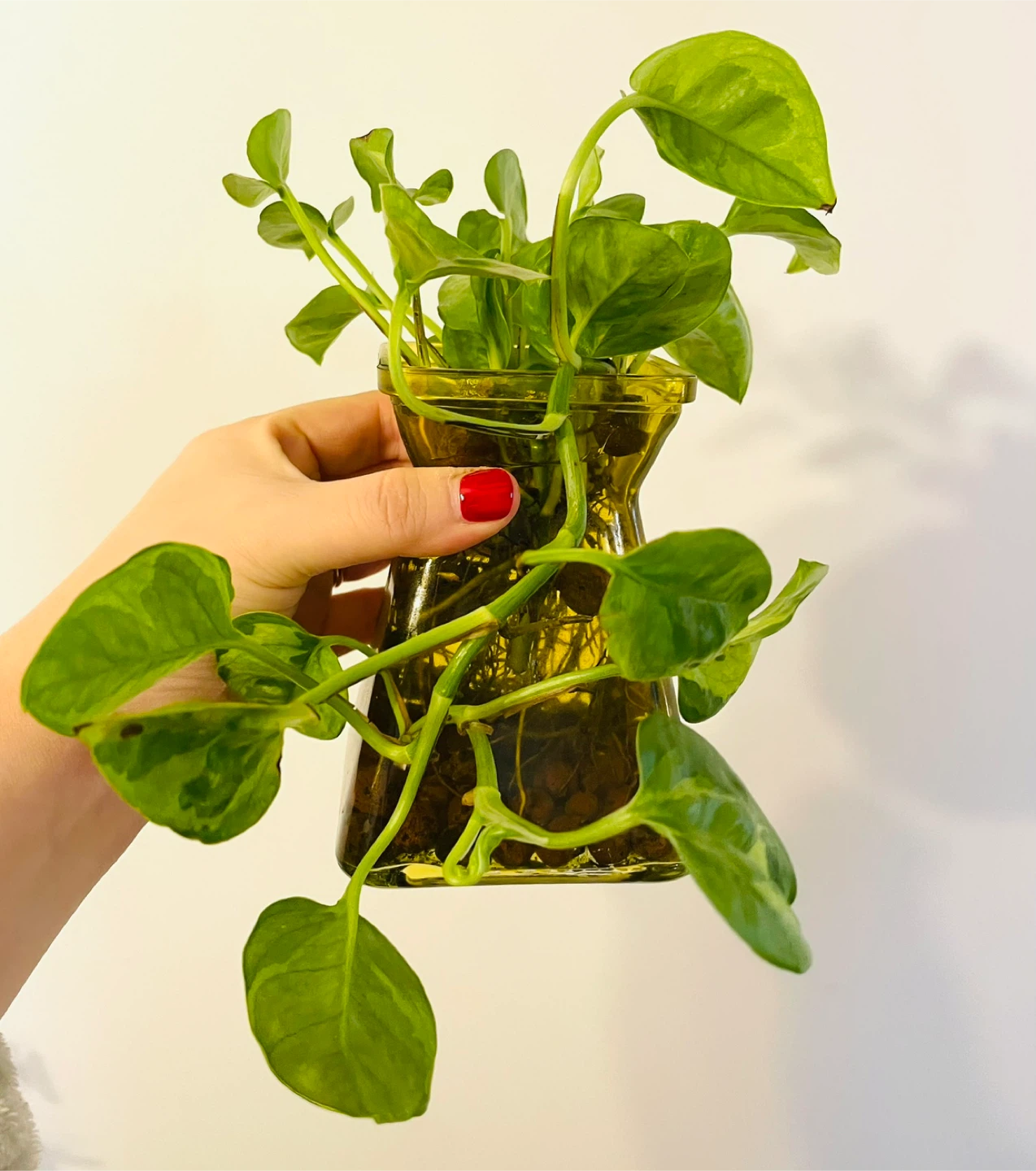 Global Pothos Plant in Glass Vase - photo 2