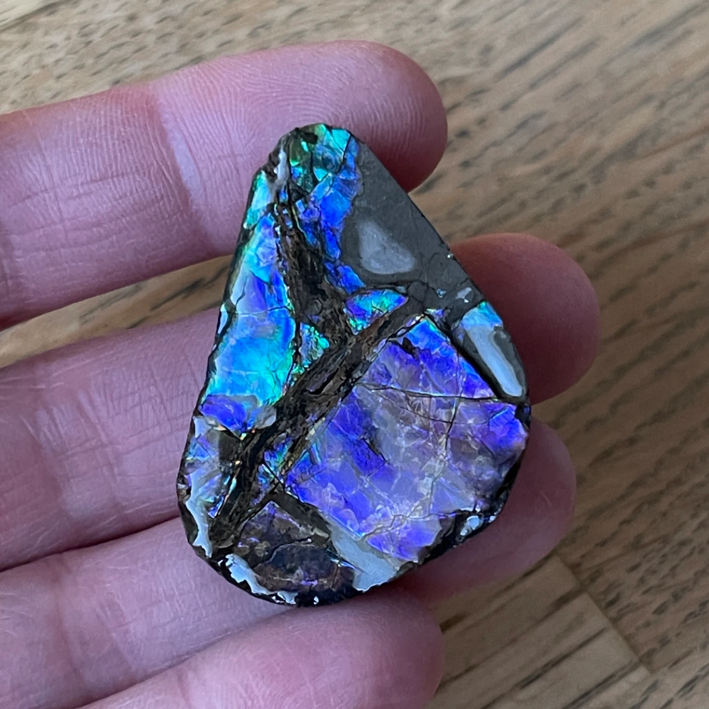 Rare blue/violet Ammolite specimen from Alberta