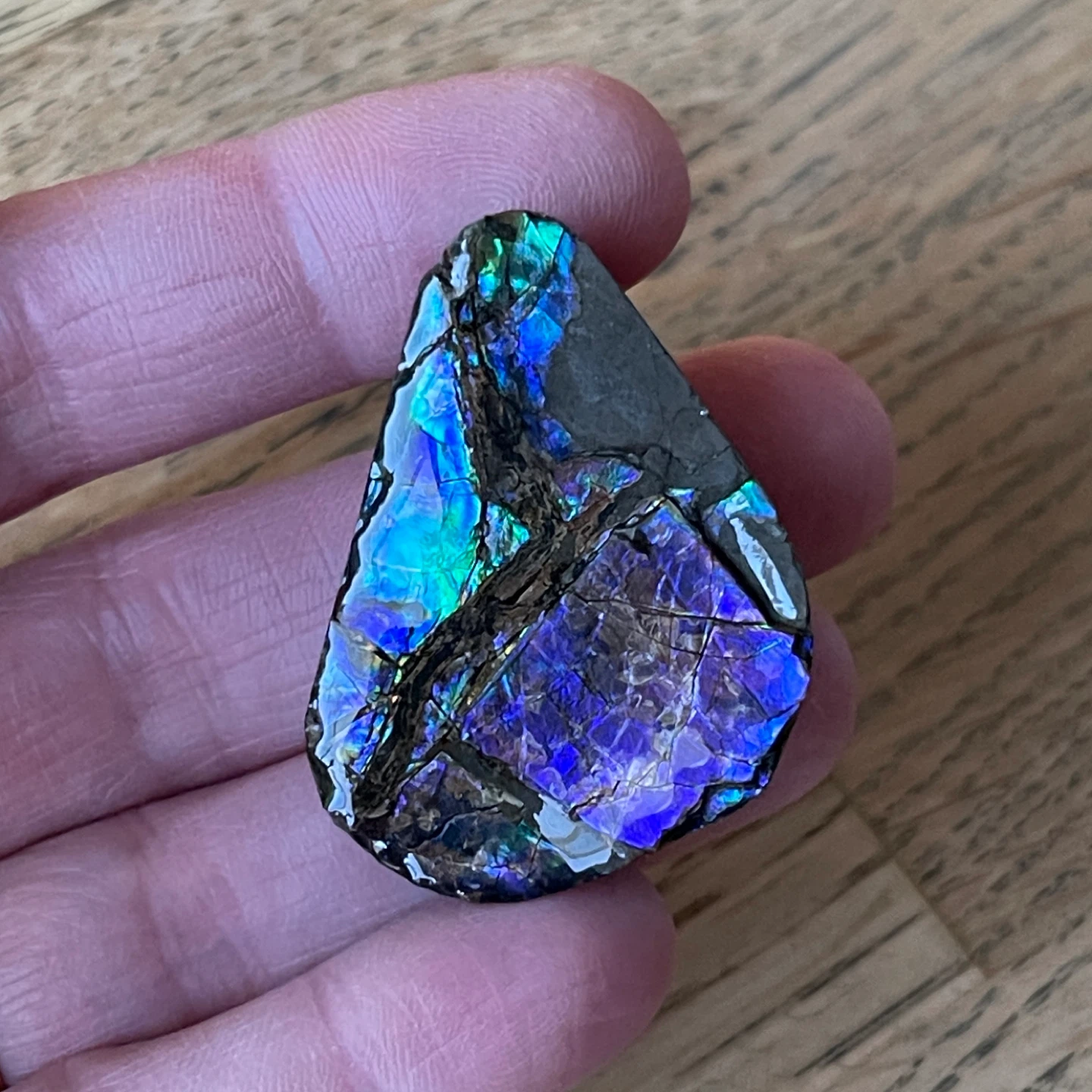 Rare blue/violet Ammolite specimen from Alberta - photo 3