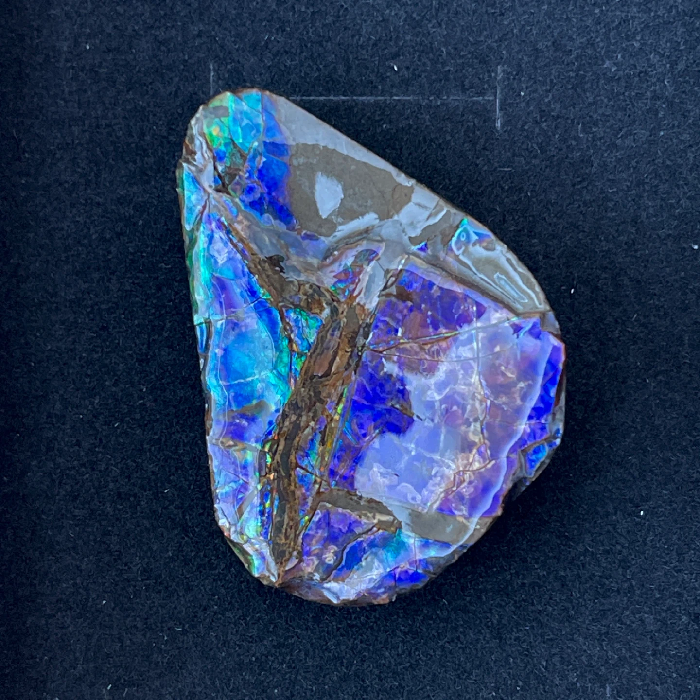 Rare blue/violet Ammolite specimen from Alberta - photo 5