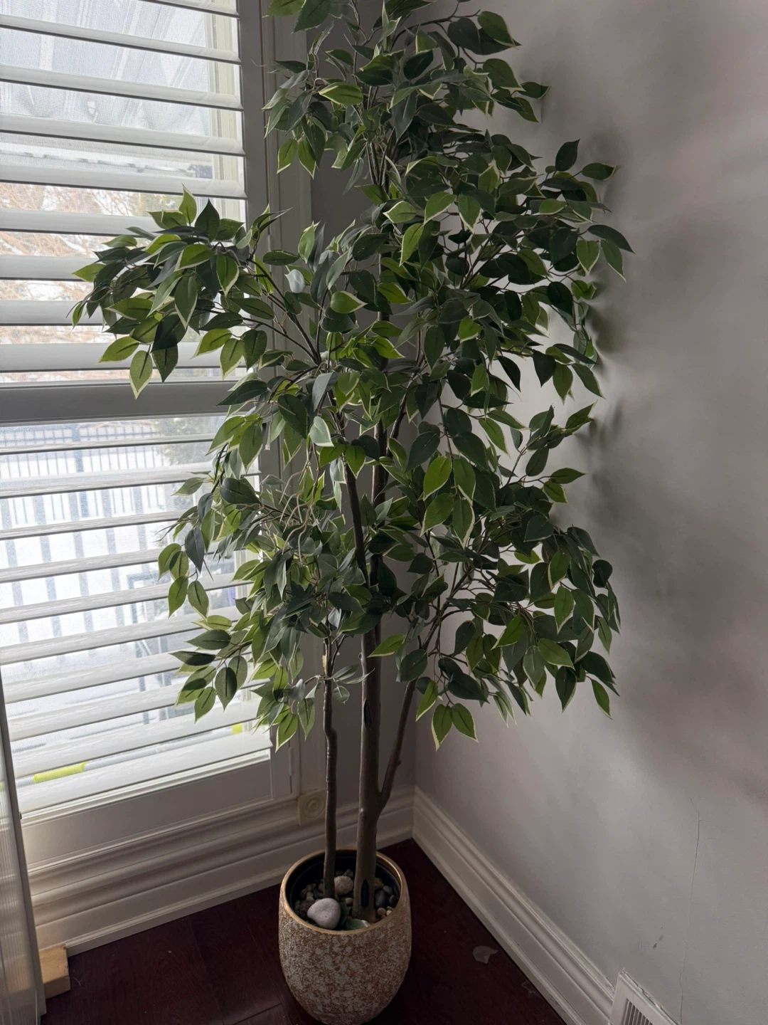 Ficus Tree without Decorative pot