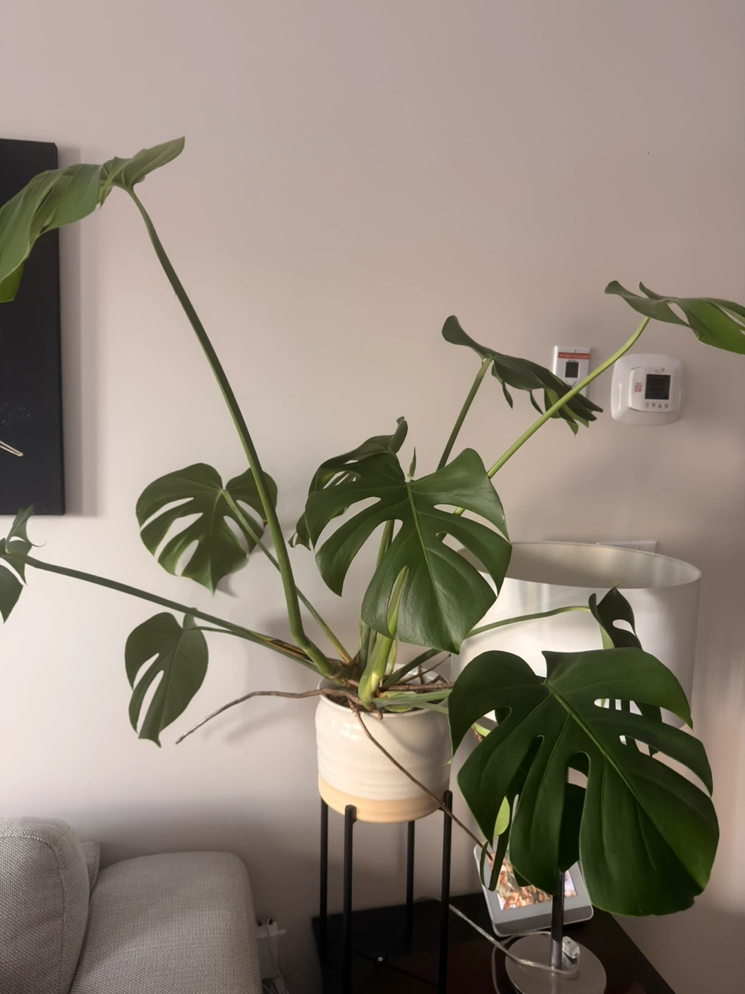 Monstera Plant in Pot