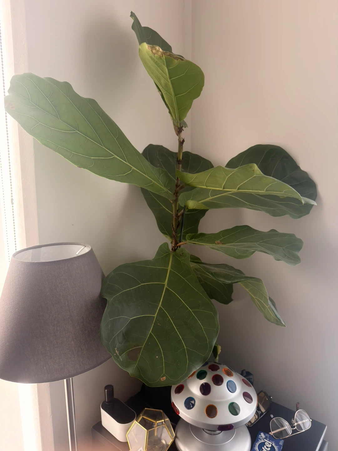 Fiddle Leaf Fig Plant