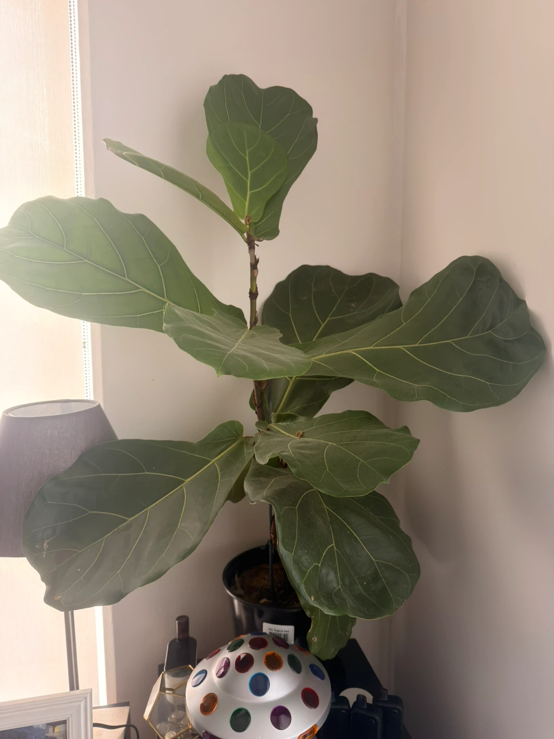 Fiddle Leaf Fig Plant - photo 2