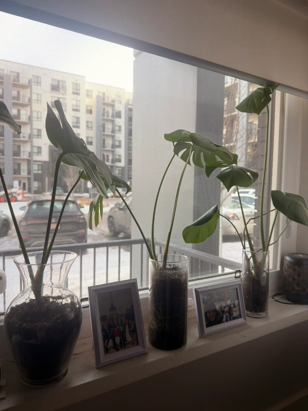 Monstera Deliciosa Plant Cuttings