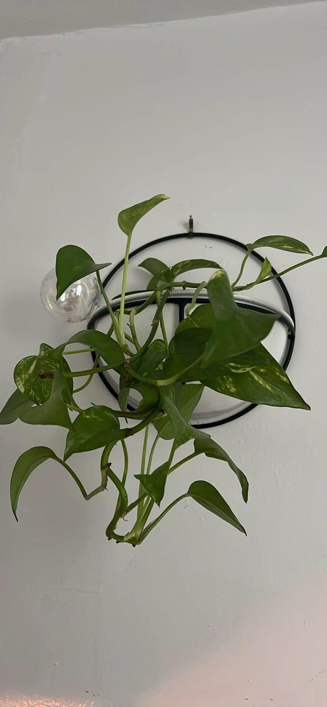Hanging Plants