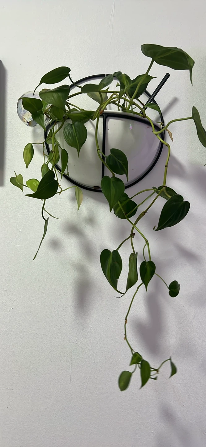 Hanging Plants - photo 2