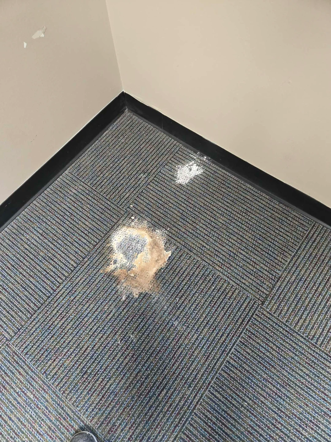 Rug/carpet cleaning - photo 3
