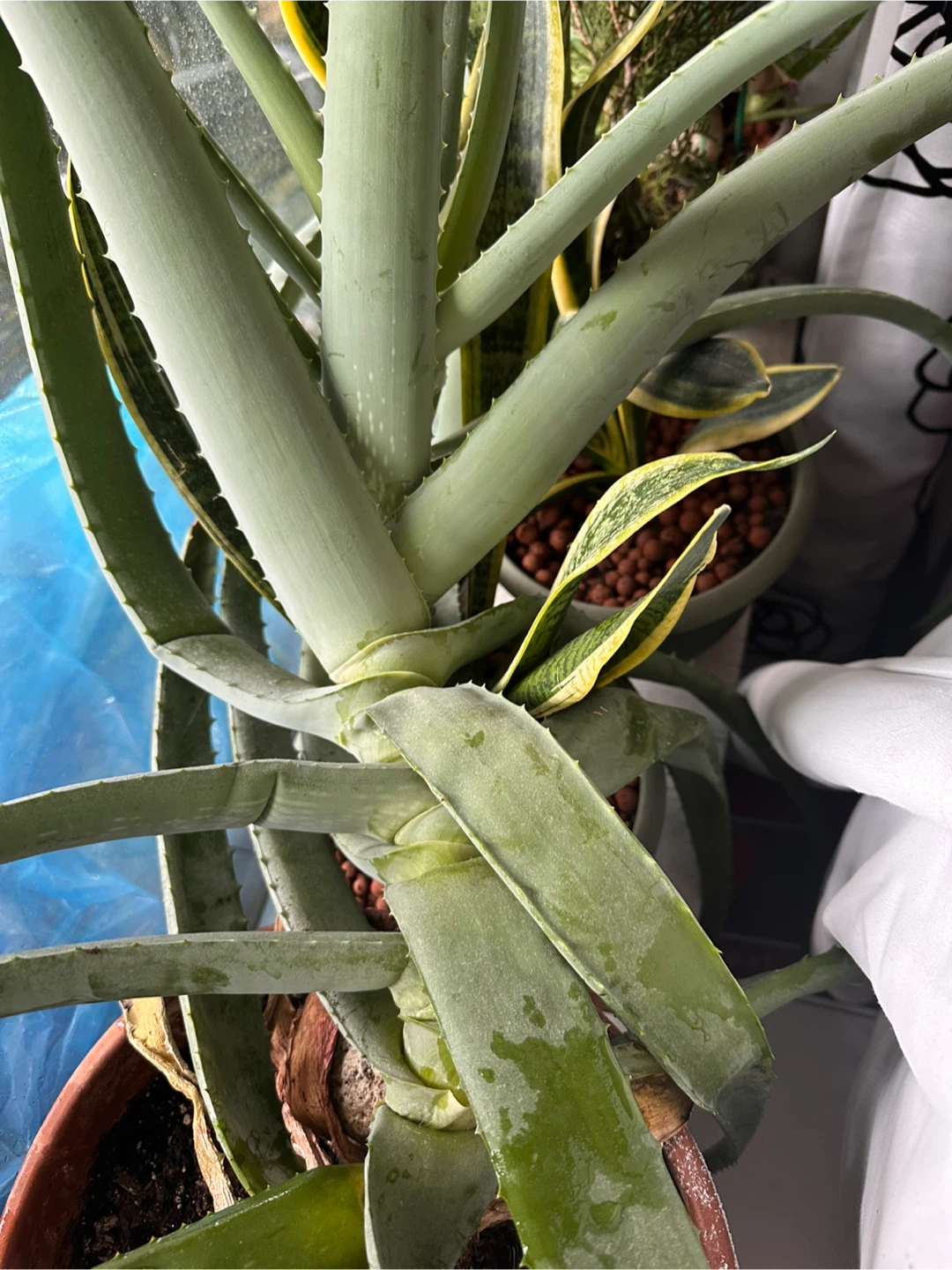 Aloe Vera Plant - photo 2