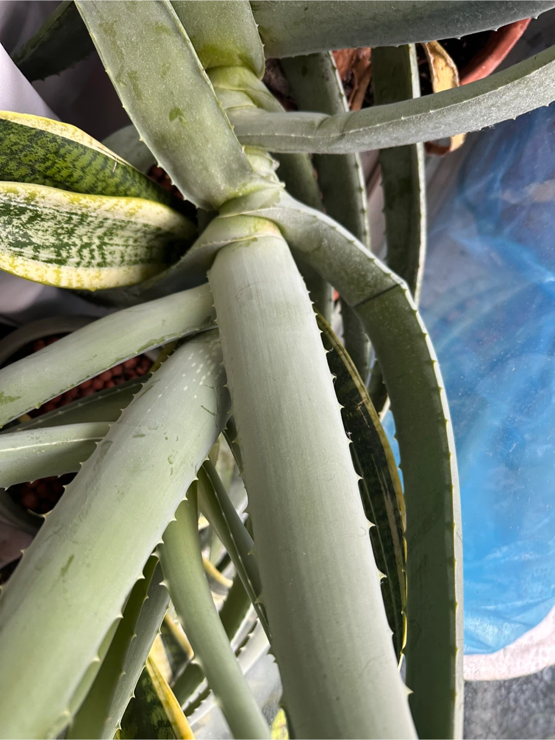 Large Aloe Vera LEAVES