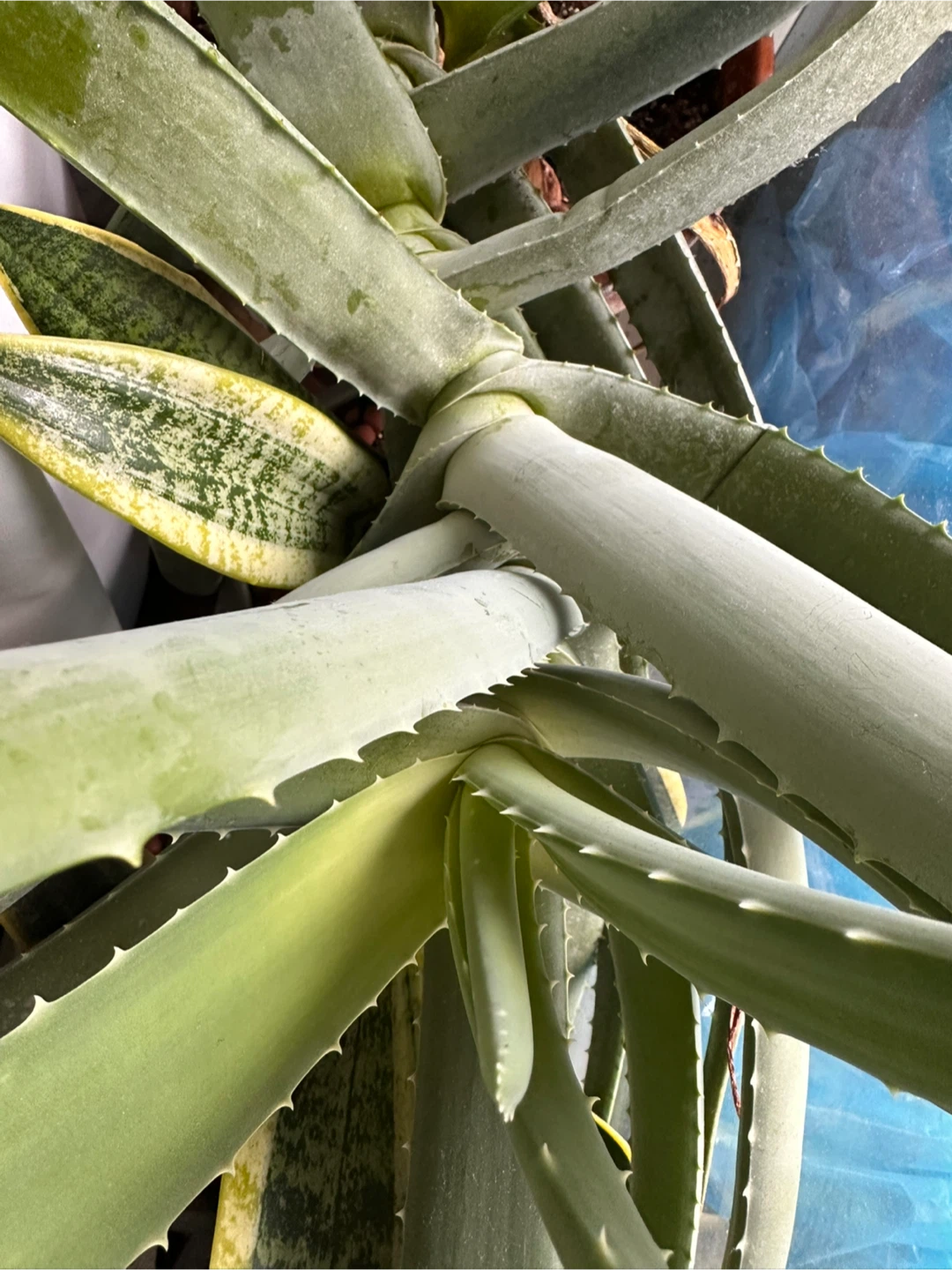 Large Aloe Vera LEAVES - photo 4
