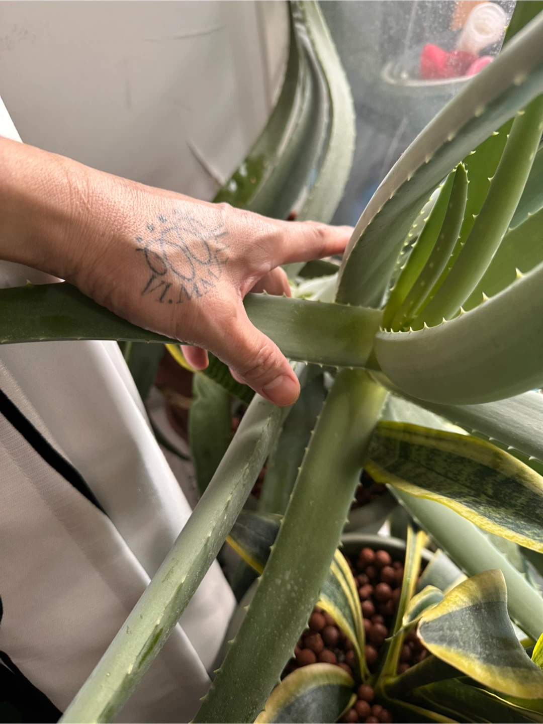 Large Aloe Vera LEAVES - photo 3
