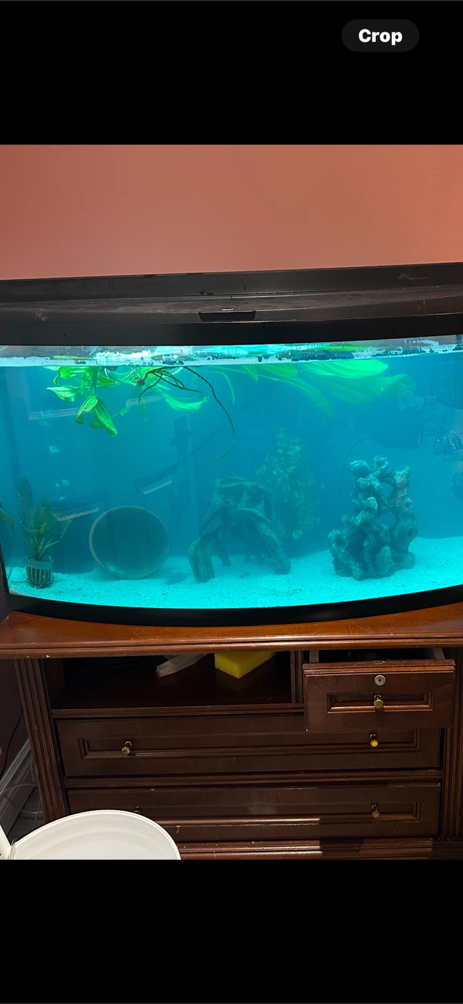 45 bowfront tank