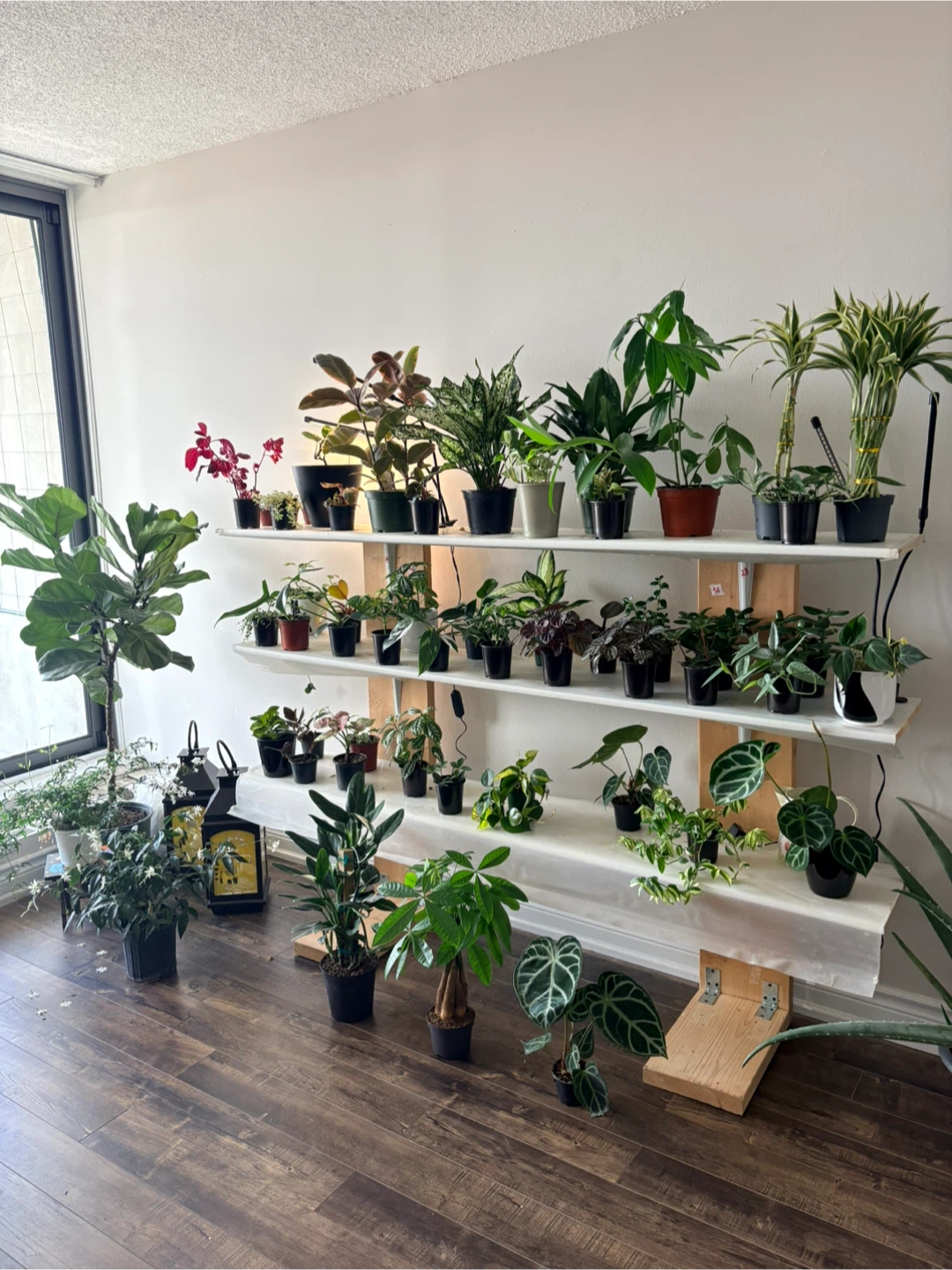 Indoor plants